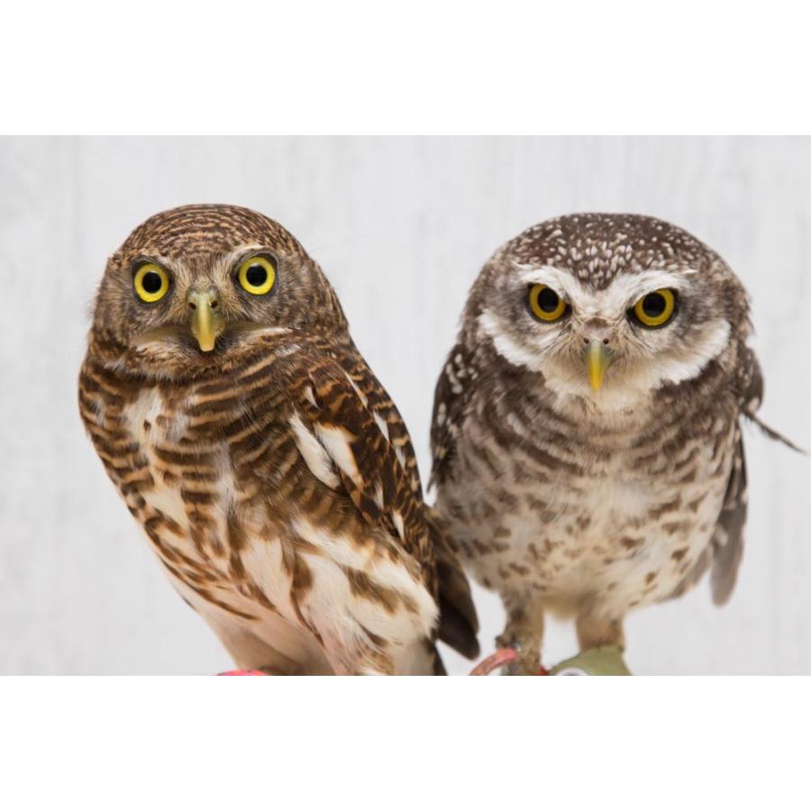岩穴にフクロウ３羽 羽 ふくろう フクロウ グッズ 動物 オオスズメフクロウ