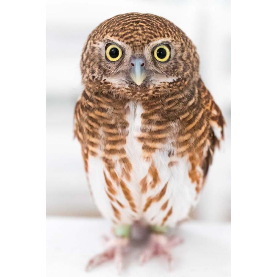 フクロウとドラゴン 純金 フクロウ | 宮本商行オンラインショップ : 銀製品 宮内庁御用達