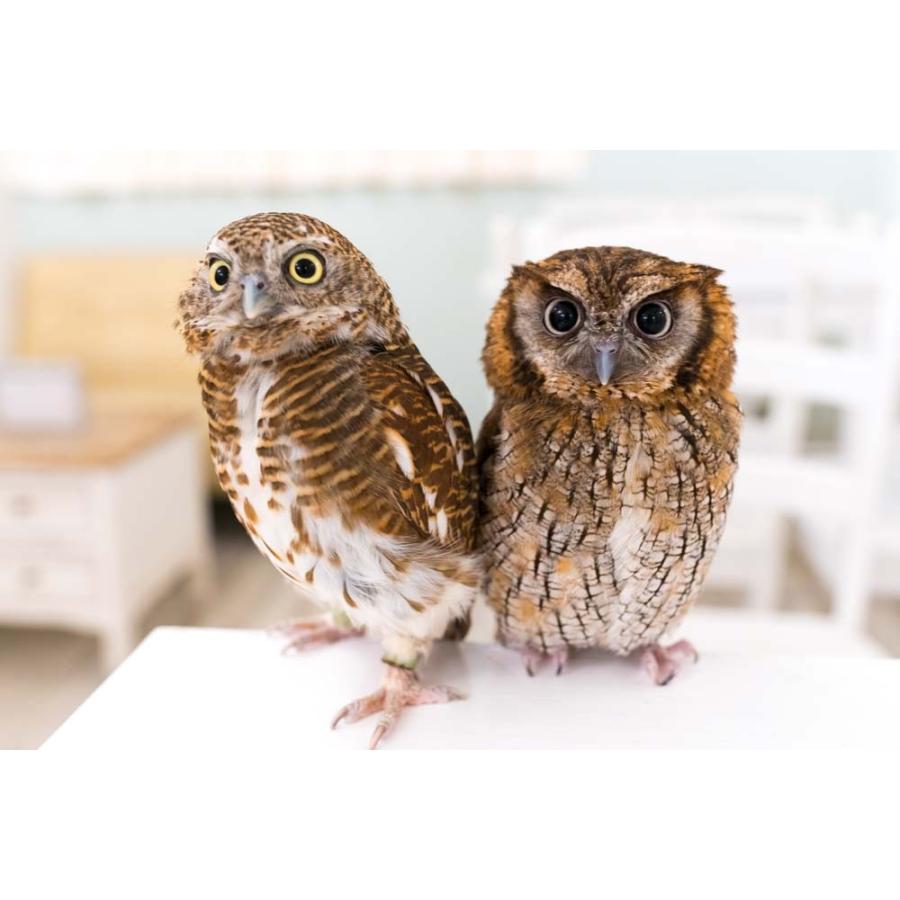 羽 ふくろう フクロウ グッズ 動物 オオスズメフクロウ プチトマト