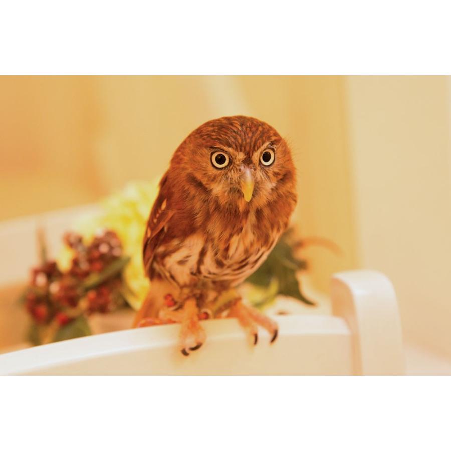 羽 ふくろう フクロウ グッズ 動物 アカスズメフクロウ 海老 羽 ふくろう フクロウ グッズ 動物 アカスズメフクロウ 海老