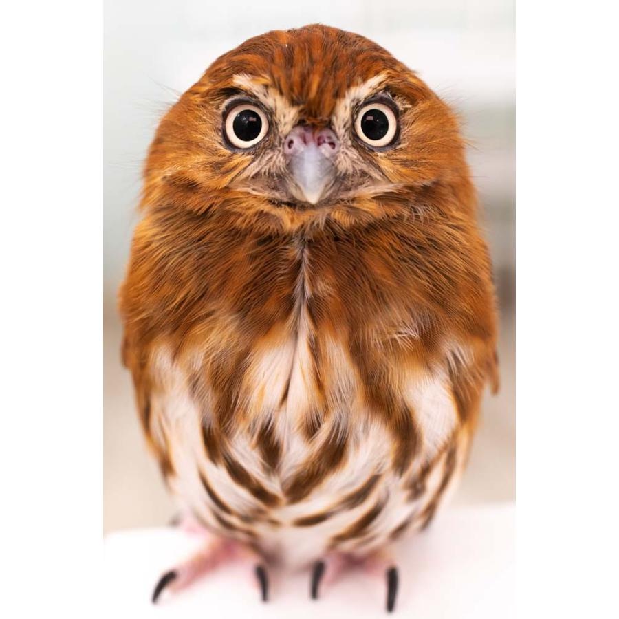 羽 ふくろう フクロウ グッズ 動物 アカスズメフクロウ 海老 羽 ふくろう フクロウ グッズ 動物 アカスズメフクロウ 海老
