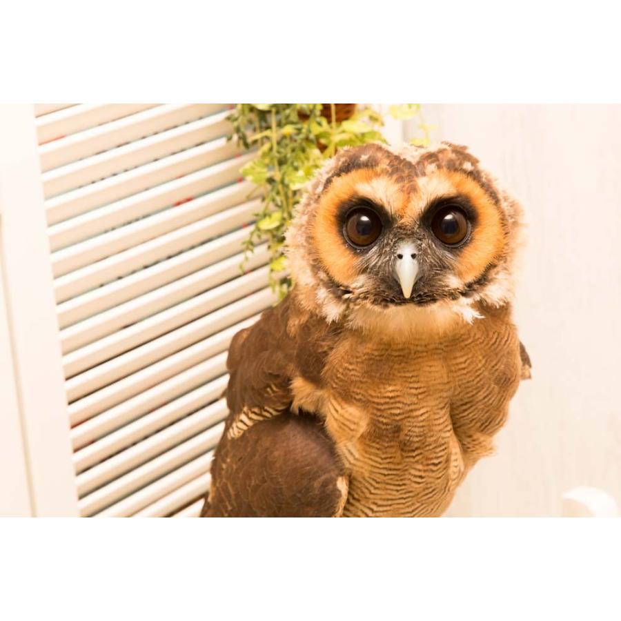 羽 ふくろう フクロウ グッズ 動物 オオフクロウ 天津甘栗 : アキバ