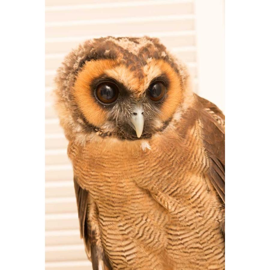 羽 ふくろう フクロウ グッズ 動物 オオフクロウ 天津甘栗 Ft 0 アキバフクロウオンラインショップ 通販 Yahoo ショッピング