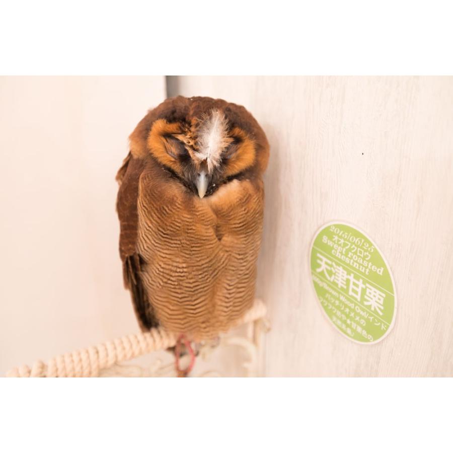 羽 ふくろう フクロウ グッズ 動物 オオフクロウ 天津甘栗