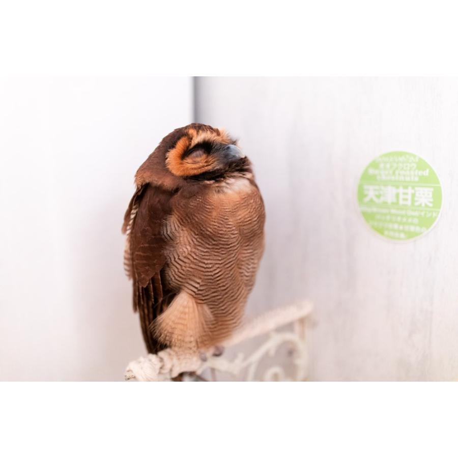羽 ふくろう フクロウ グッズ 動物 オオフクロウ 天津甘栗
