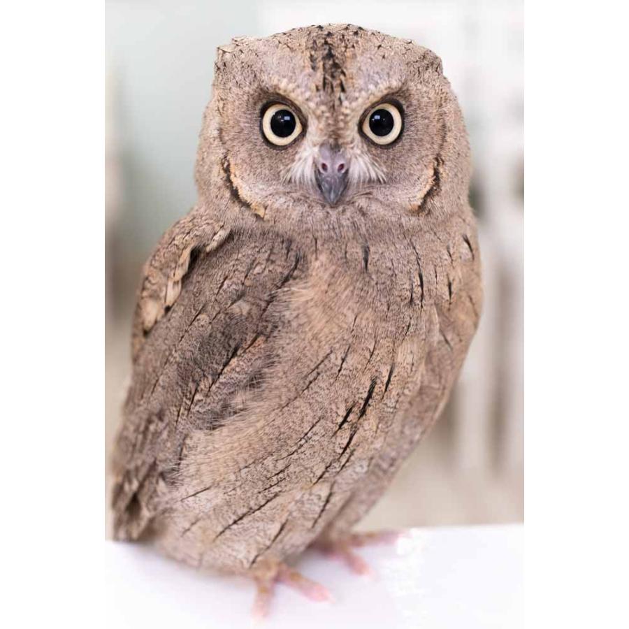 羽 ふくろう フクロウ グッズ 動物 サバクコノハズク さとし Ft 021 アキバフクロウオンラインショップ 通販 Yahoo ショッピング