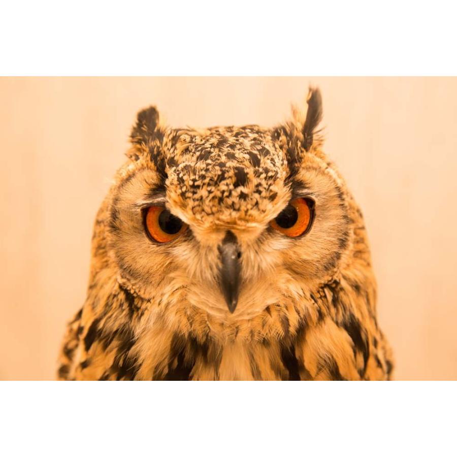 羽 ふくろう フクロウ グッズ 動物 ベンガルワシミミズク ネギ