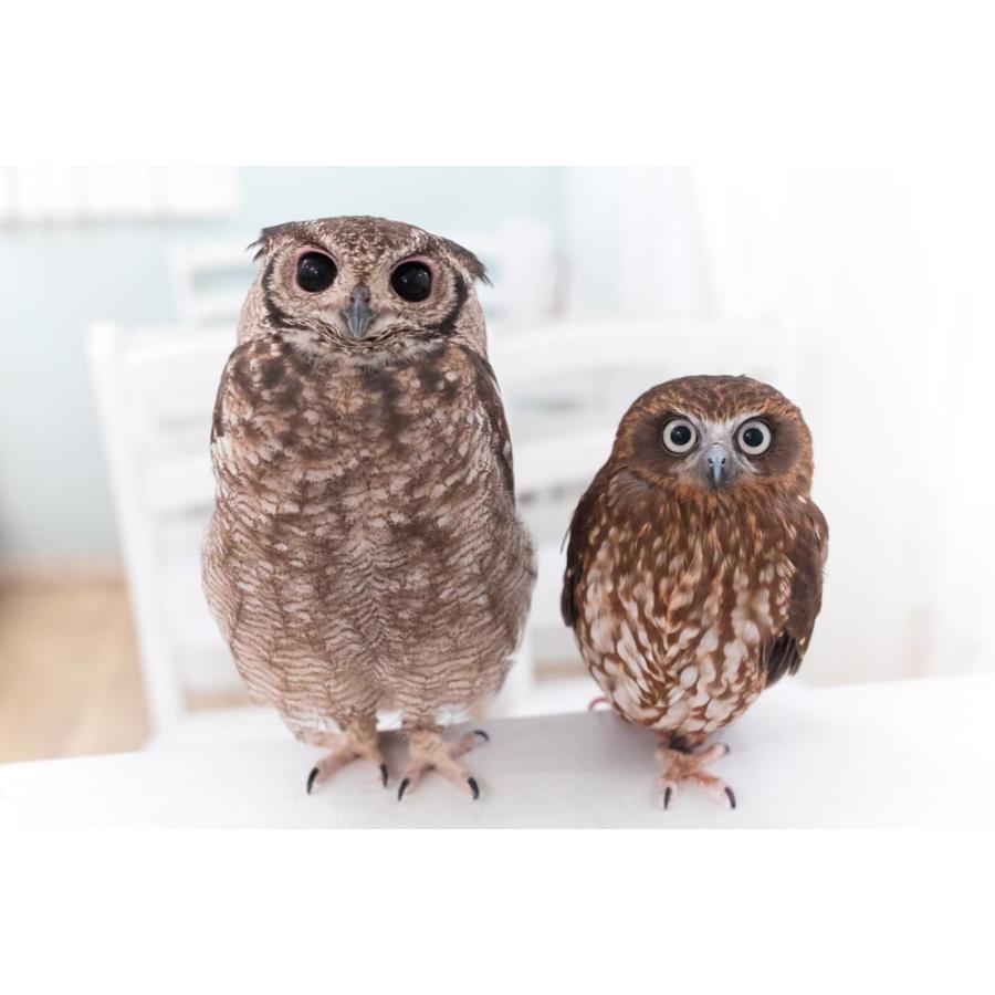 羽 ふくろう フクロウ グッズ 動物 アビシニアンワシミミズク ラスト・サムライ 羽 ふくろう フクロウ グッズ 動物 アビシニアンワシミミズク ラスト・サムライ