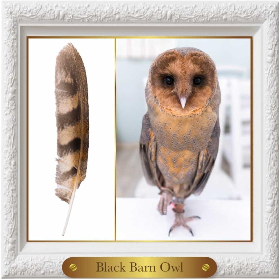 羽 ふくろう フクロウ グッズ 動物 クロメンフクロウ もんじゃ Ft 025 アキバフクロウオンラインショップ 通販 Yahoo ショッピング
