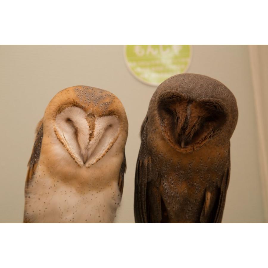 羽 ふくろう フクロウ グッズ 動物 クロメンフクロウ もんじゃ