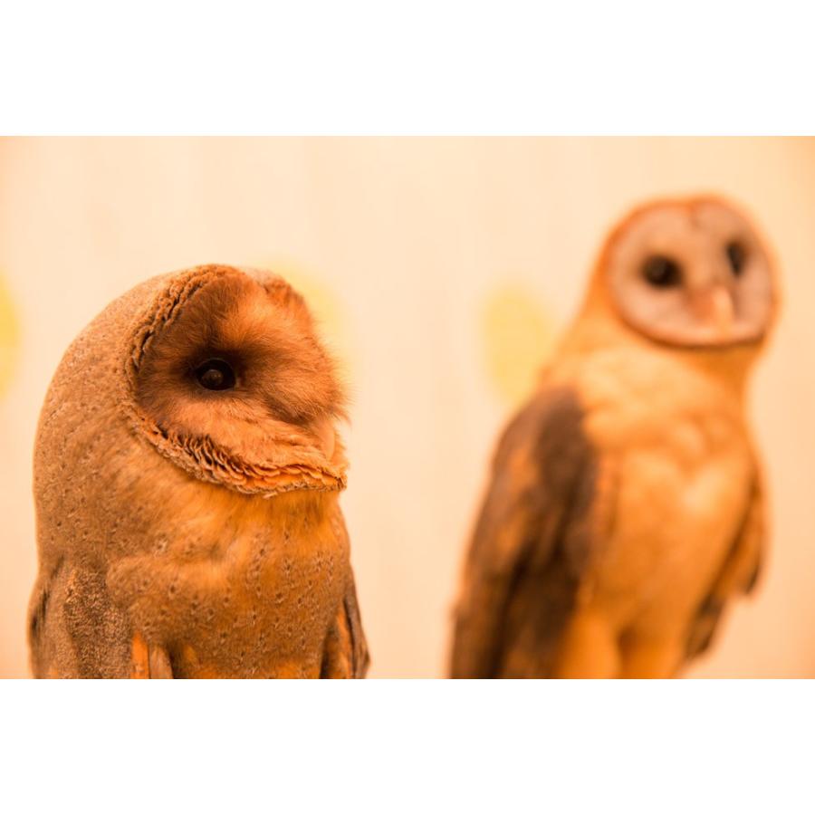 フクロウコレクション全5羽 2025年最新】幸福の梟コレクションの人気アイテム - メルカリ