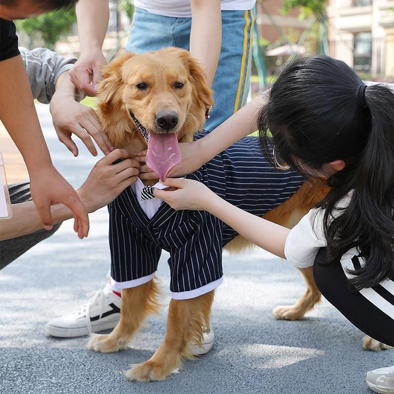 犬 犬の服 犬服 ドッグウェア スーツ フォーマル 七五三 発表会 結婚式 宴会 ストライプ柄 ジャケット 中型犬 大型犬 柴犬 ゴールデン 蝶ネクタイ Yomt303 Sunshine Akida 通販 Yahoo ショッピング