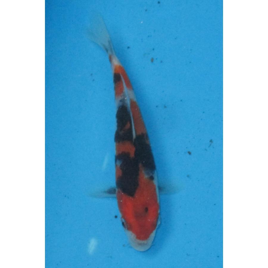 錦鯉　No499　昭和三色　令和7年産 14cm　錦鯉 | 