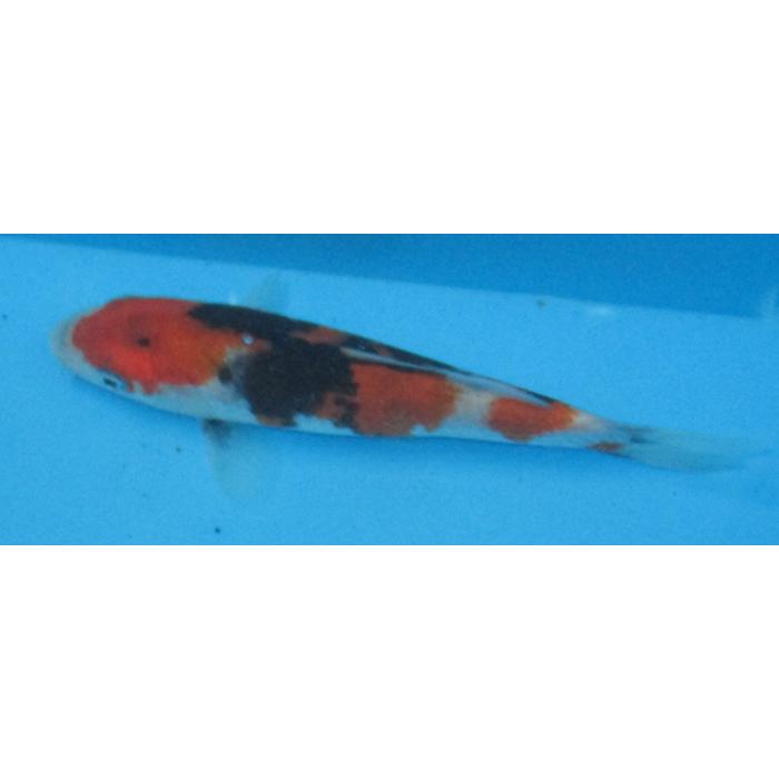 錦鯉　No499　昭和三色　令和7年産 14cm　錦鯉 |  | 02