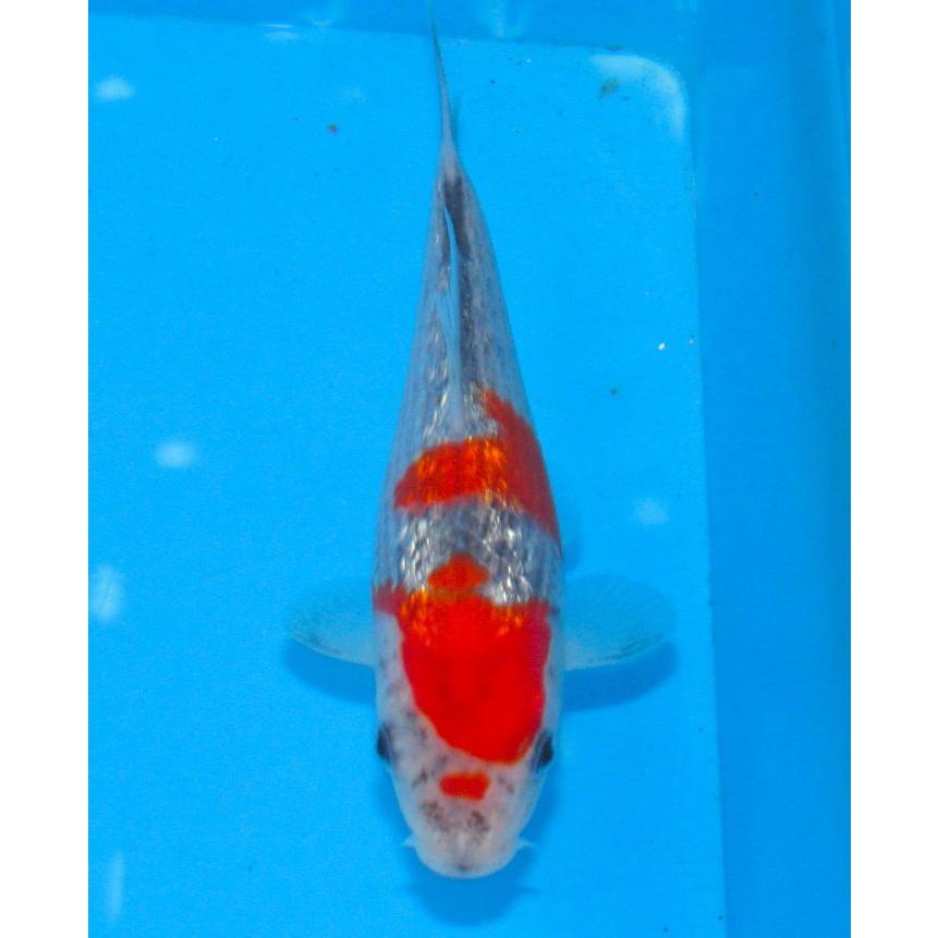 錦鯉　No501　銀鱗五色　令和7年産 14cm　錦鯉 | 