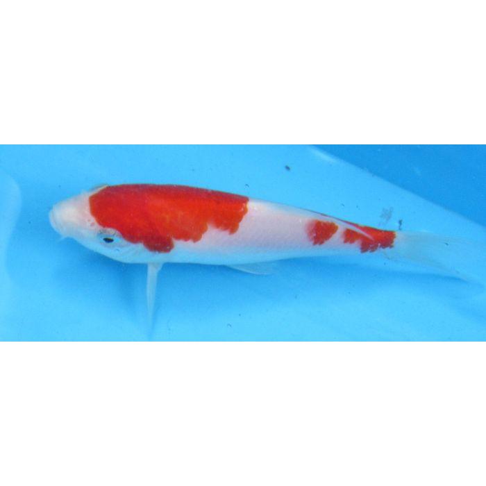 錦鯉　No501　紅白　令和7年産 15cm　錦鯉 |  | 01