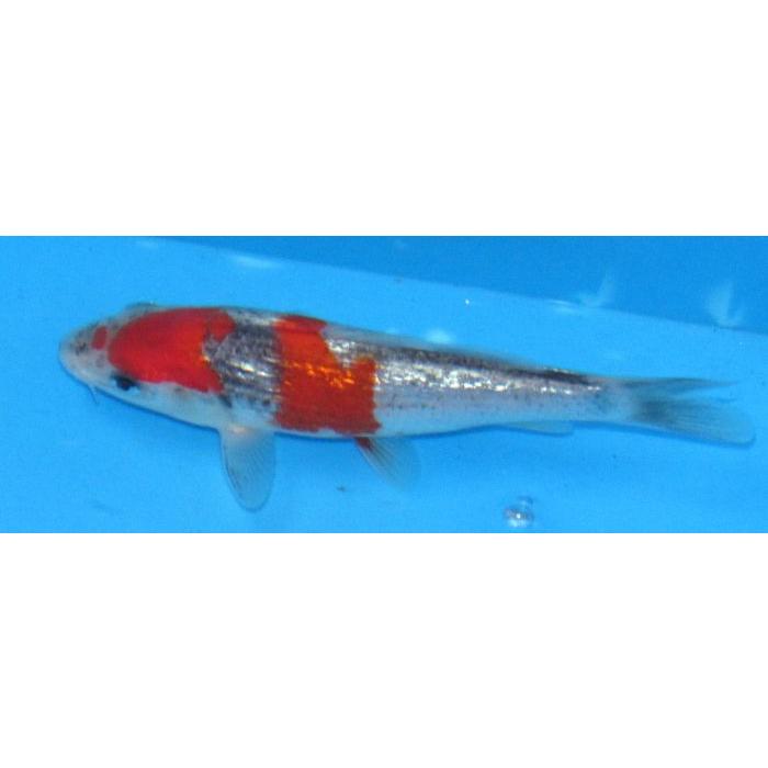 錦鯉　No501　銀鱗五色　令和7年産 14cm　錦鯉 |  | 02