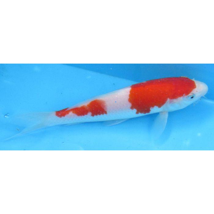 錦鯉　No501　紅白　令和7年産 15cm　錦鯉 |  | 02