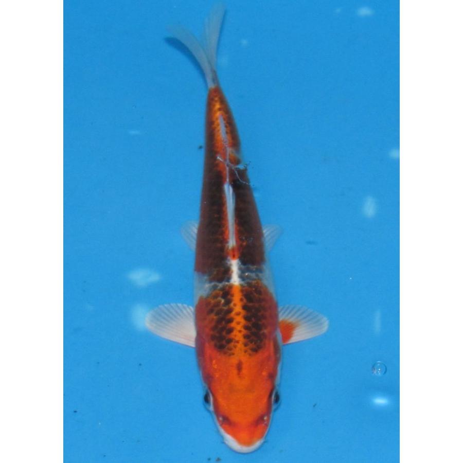 錦鯉　No509　クジャク黄金　令和7年産 17cm　錦鯉 | 