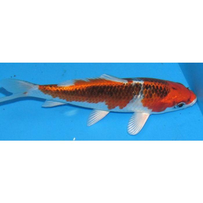 錦鯉　No509　クジャク黄金　令和7年産 17cm　錦鯉 |  | 02