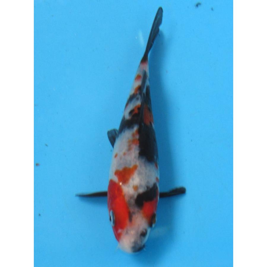 錦鯉　No510　昭和三色　令和7年産 14cm　錦鯉 | 