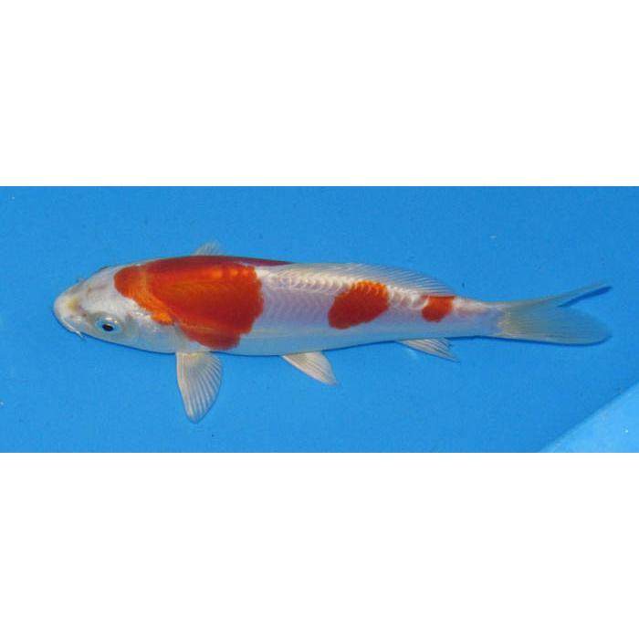 錦鯉 紅No539 菊水 令和4年産 2歳 17cm 錦鯉 : アキカン ヤフー店
