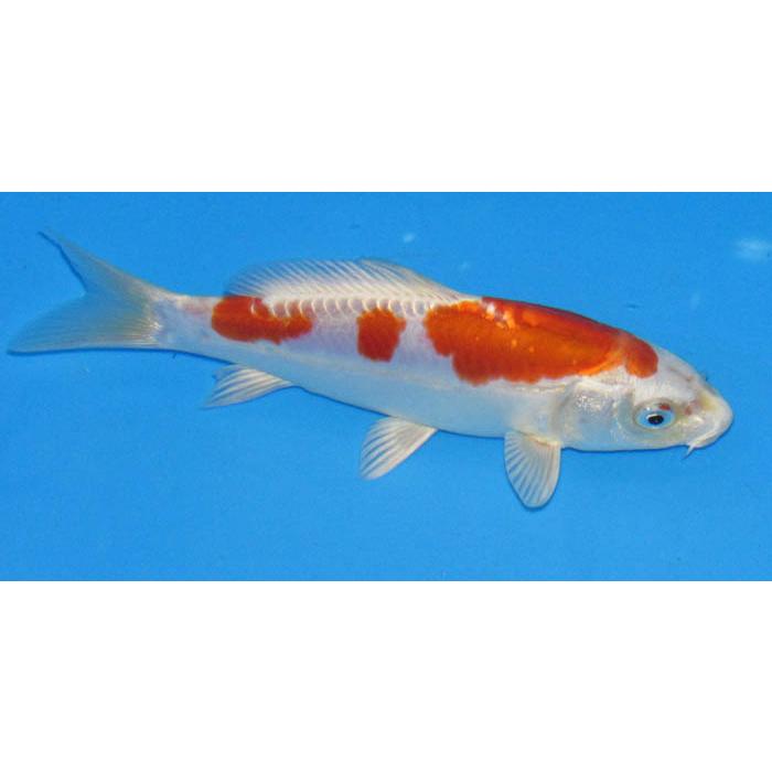 錦鯉 紅No539 菊水 令和4年産 2歳 17cm 錦鯉 : アキカン ヤフー店