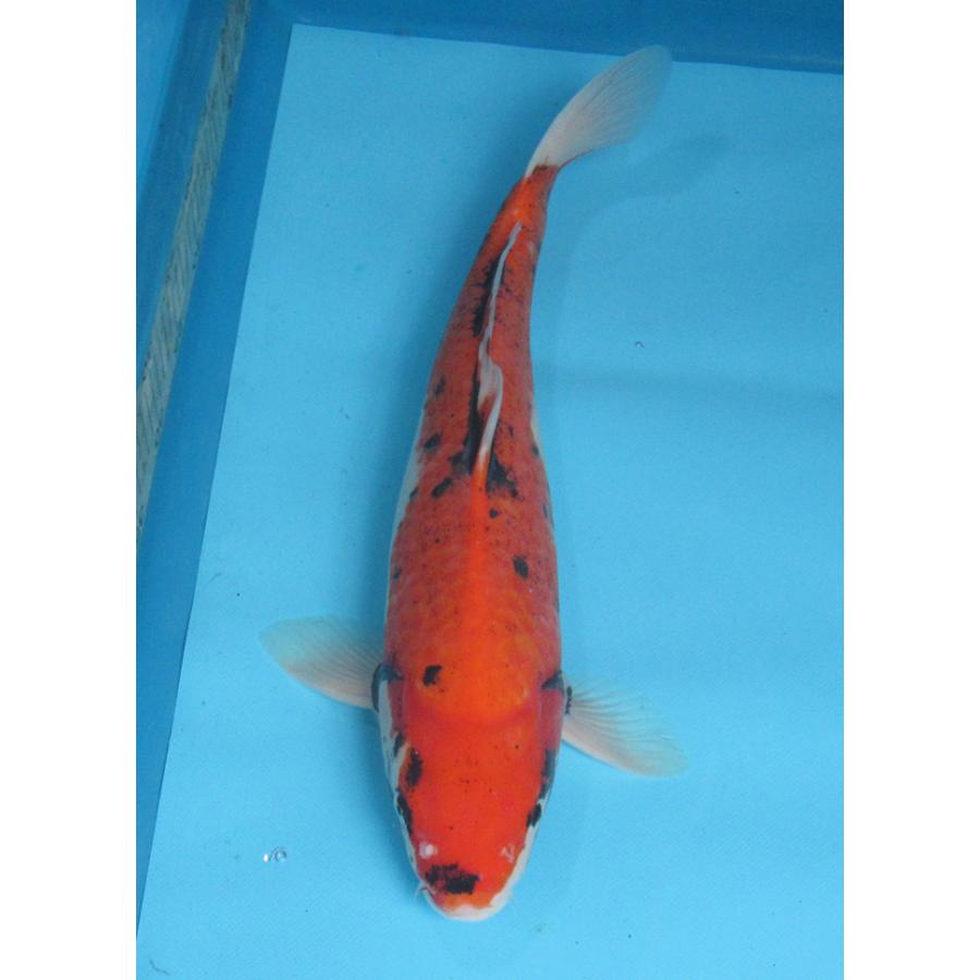 錦鯉 No02 変わり鯉 令和5年産 44cm 錦鯉 : アキカン ヤフー店 錦鯉 No02 変わり鯉 令和5年産 44cm 錦鯉 : アキカン ヤフー店