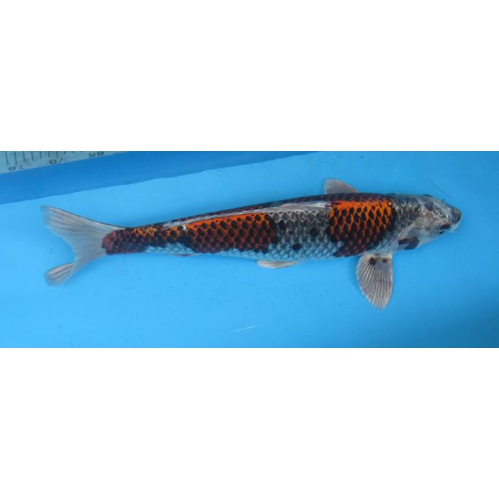 希少！／Kanahe i／buyee OK】コイキング 鲤鱼王 PSA10 希少