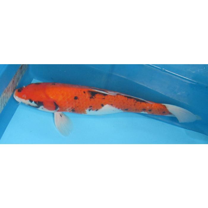 錦鯉 No02 変わり鯉 令和5年産 44cm 錦鯉 : アキカン ヤフー店 錦鯉 No02 変わり鯉 令和5年産 44cm 錦鯉 : アキカン ヤフー店