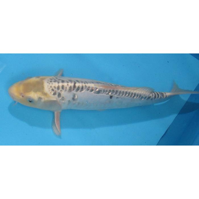 錦鯉 No03 ドイツ銀松葉黄金 令和5年産 41cm 錦鯉 : アキカン 錦鯉 No03 ドイツ銀松葉黄金 令和5年産 41cm 錦鯉 : アキカン