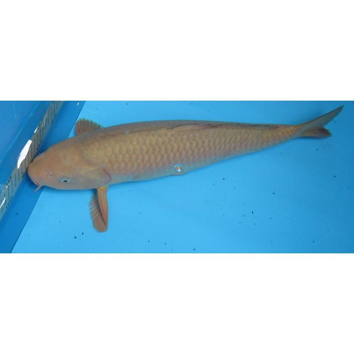 錦鯉49cm