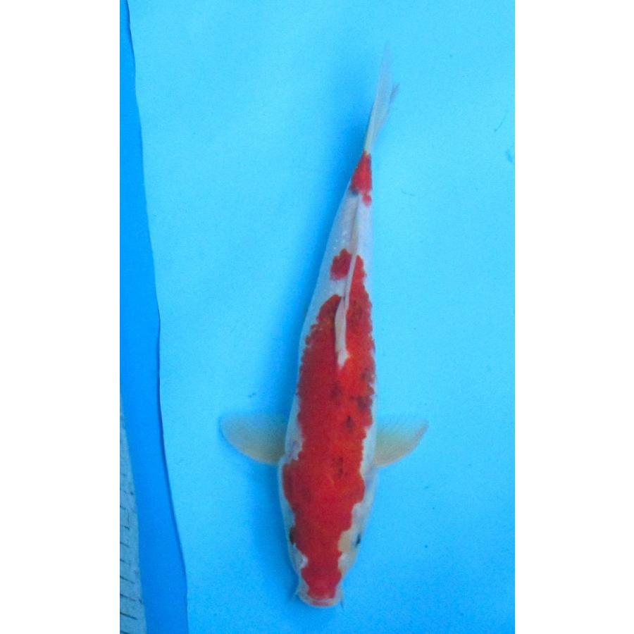 錦鯉 No05 茶変わり鯉 令和6年産 54cm 錦鯉 : アキカン ヤフー店