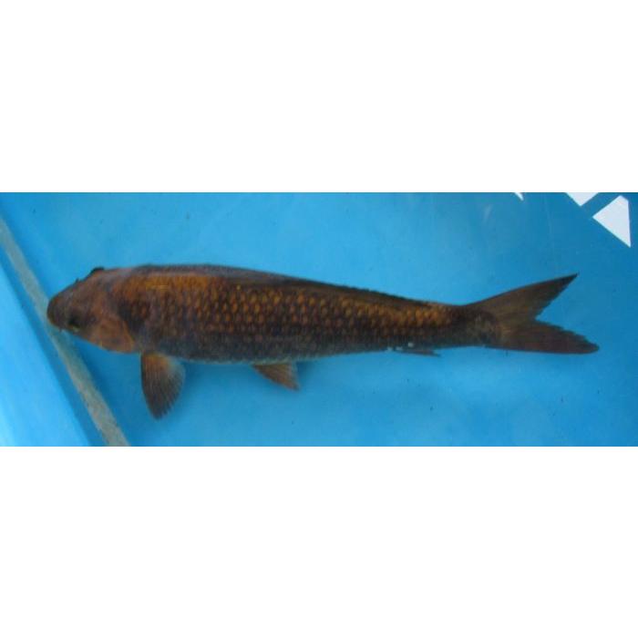 錦鯉 No05 茶変わり鯉 令和6年産 54cm 錦鯉 : アキカン ヤフー店