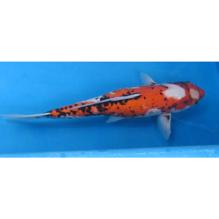 錦鯉 No06 変わり鯉 令和5年産 54cm 錦鯉 : アキカン ヤフー店 錦鯉 No06 変わり鯉 令和5年産 54cm 錦鯉 : アキカン ヤフー店