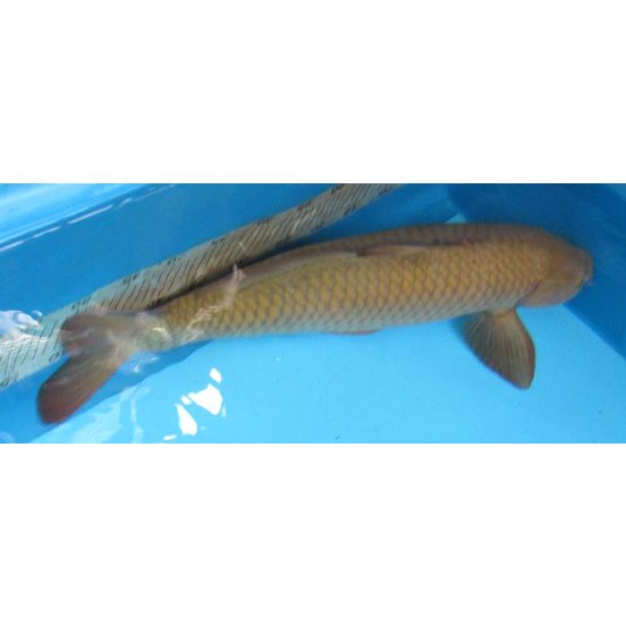 錦鯉 No06 茶鯉 令和6年産 54cm 錦鯉 : アキカン ヤフー店 - 通販