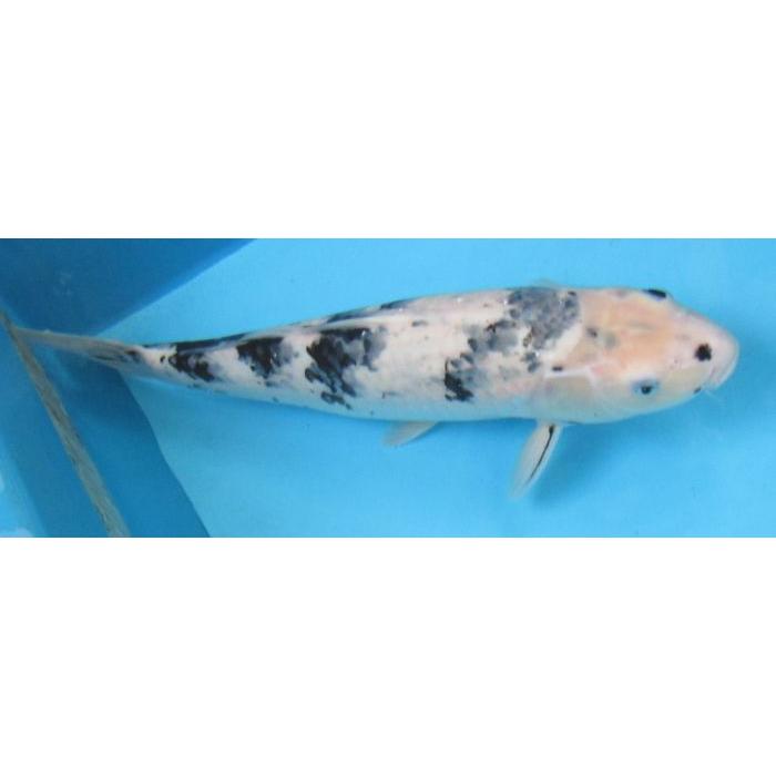 錦鯉 No06 白写り 令和6年産 44cm 錦鯉 : アキカン ヤフー店 - 通販