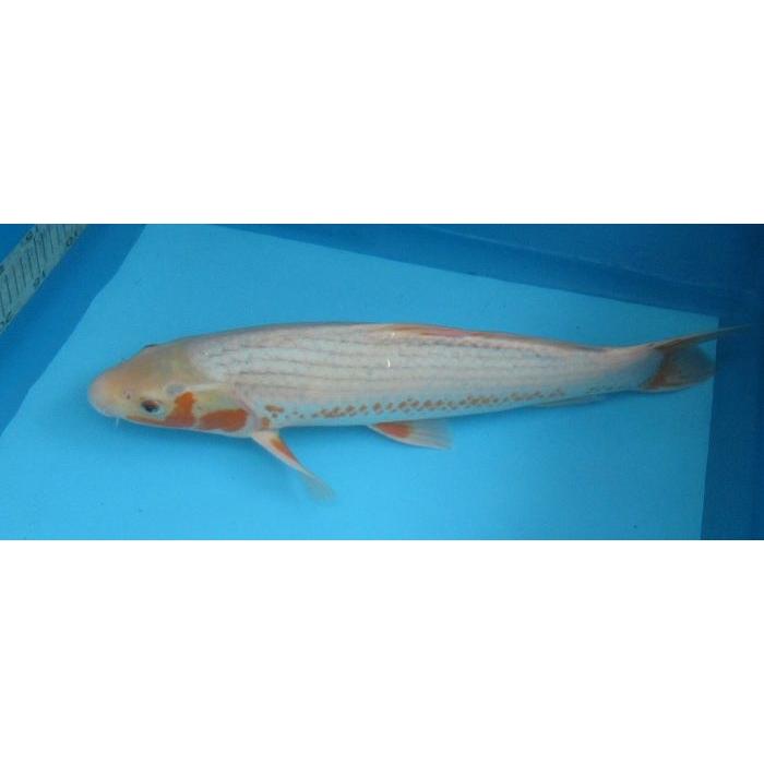 錦鯉 No06 浅黄 令和6年産 45cm 錦鯉 : アキカン ヤフー店 - 通販