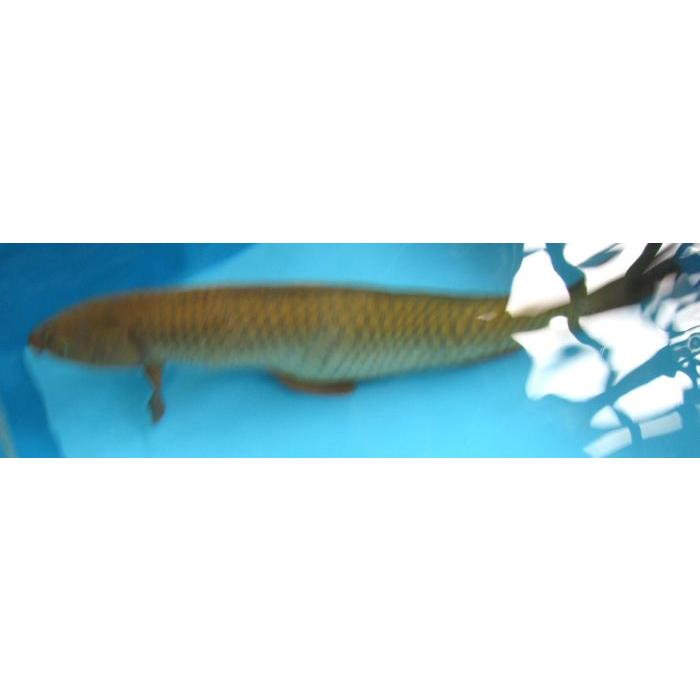 錦鯉 No06 茶鯉 令和6年産 54cm 錦鯉 : アキカン ヤフー店 - 通販