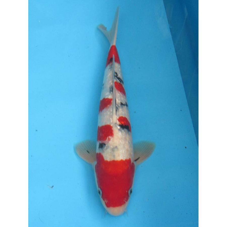 錦鯉 No09 銀鱗浅黄 令和6年産 33cm 錦鯉 : アキカン ヤフー店 - 通販 