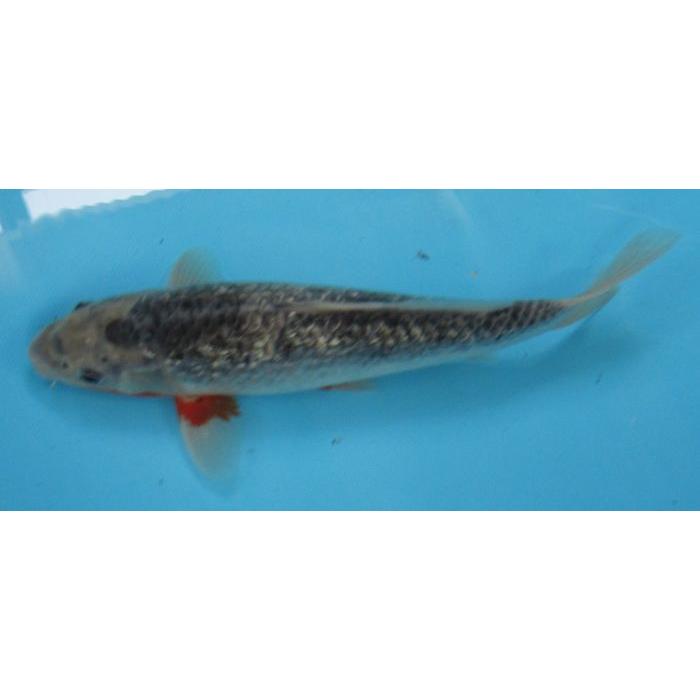 錦鯉 No09 銀鱗浅黄 令和6年産 33cm 錦鯉 : アキカン ヤフー店 - 通販 