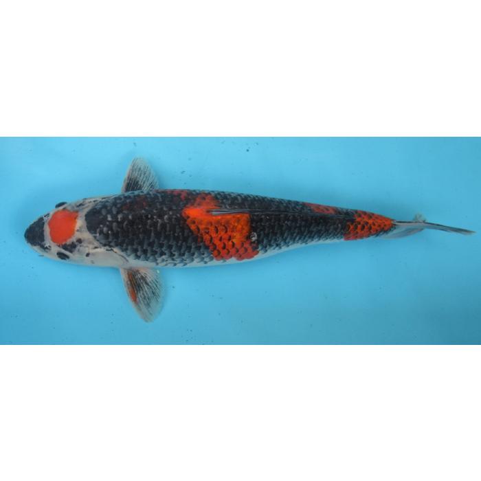 錦鯉59 錦鯉 Mix（LL) 1匹 21〜25cm前後 錦鯉 鯉 色鯉 生体 川魚