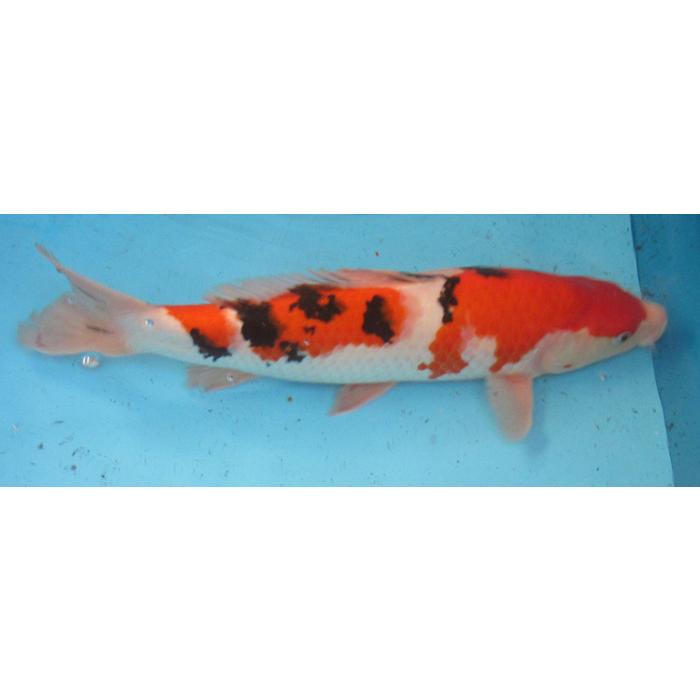 錦鯉　No11　大正三色　令和6年産　37cm　錦鯉