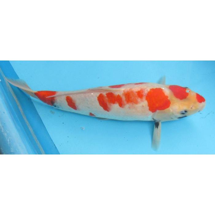 錦鯉 No13 昭和三色 令和6年産 40cm 錦鯉 : アキカン ヤフー店 - 通販