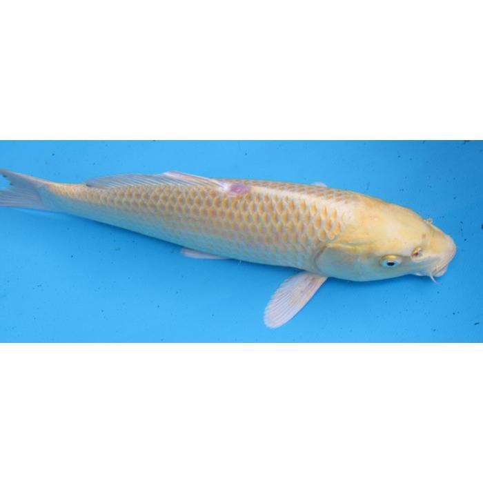 錦鯉 No13 黄金 令和6年産 34cm 背びれ前部怪我の痕あり錦鯉