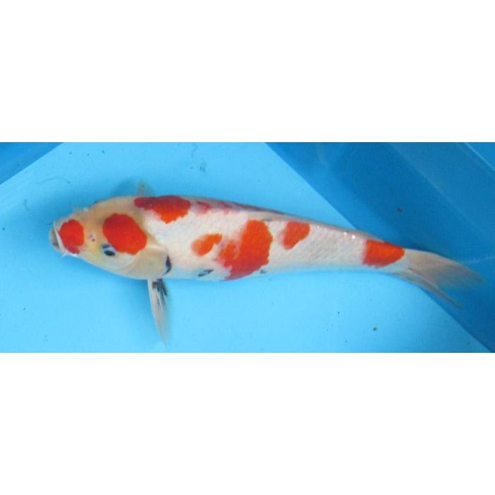 錦鯉 No13 昭和三色 令和6年産 40cm 錦鯉 : アキカン ヤフー店 - 通販
