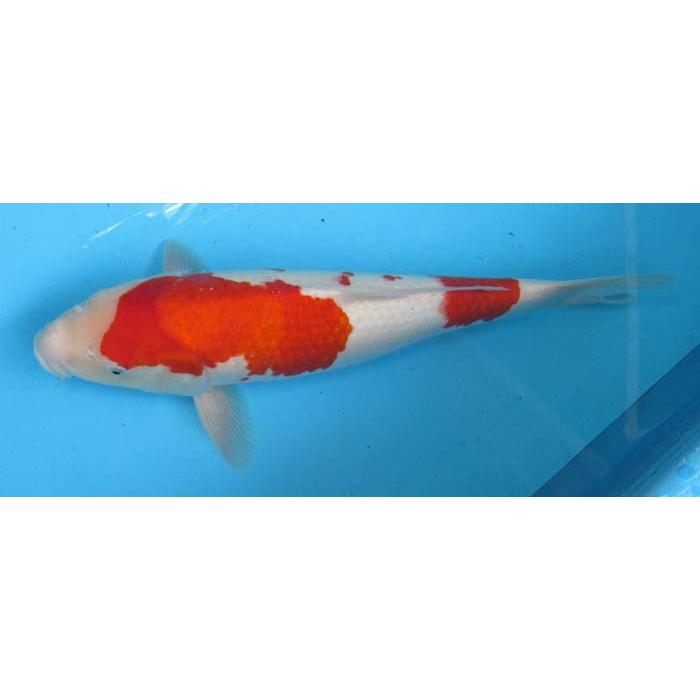 錦鯉 No13 紅白 令和6年産 45cm 錦鯉 : アキカン ヤフー店 - 通販
