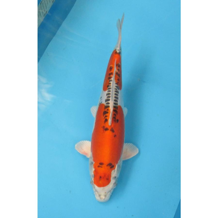 錦鯉 No17 浅黄 令和2年産 34cm 錦鯉 B A035 アキカン ヤフー店 通販 Yahoo ショッピング