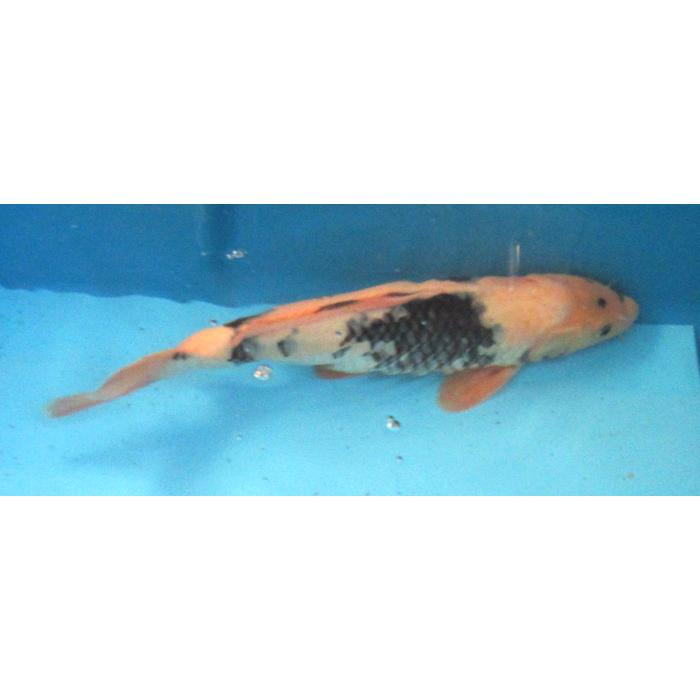 錦鯉 No20 白写り 令和6年産 32cm 錦鯉 : アキカン ヤフー店 - 通販