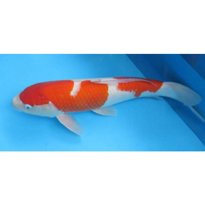 錦鯉 No21 紅白 令和4年産 47cm 背鰭少し欠けてます 錦鯉 錦鯉 No21 紅白 令和4年産 47cm 背鰭少し欠けてます 錦鯉